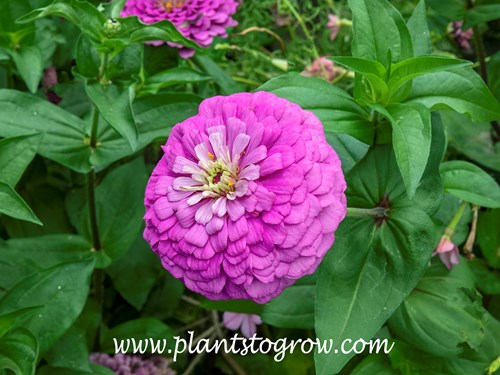 'Benary's Giant Lilac' Zinnia (Zinnia elegans)